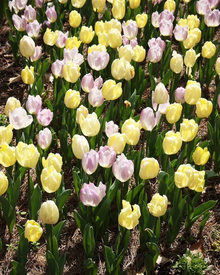Gele en roze tulpen in bloei