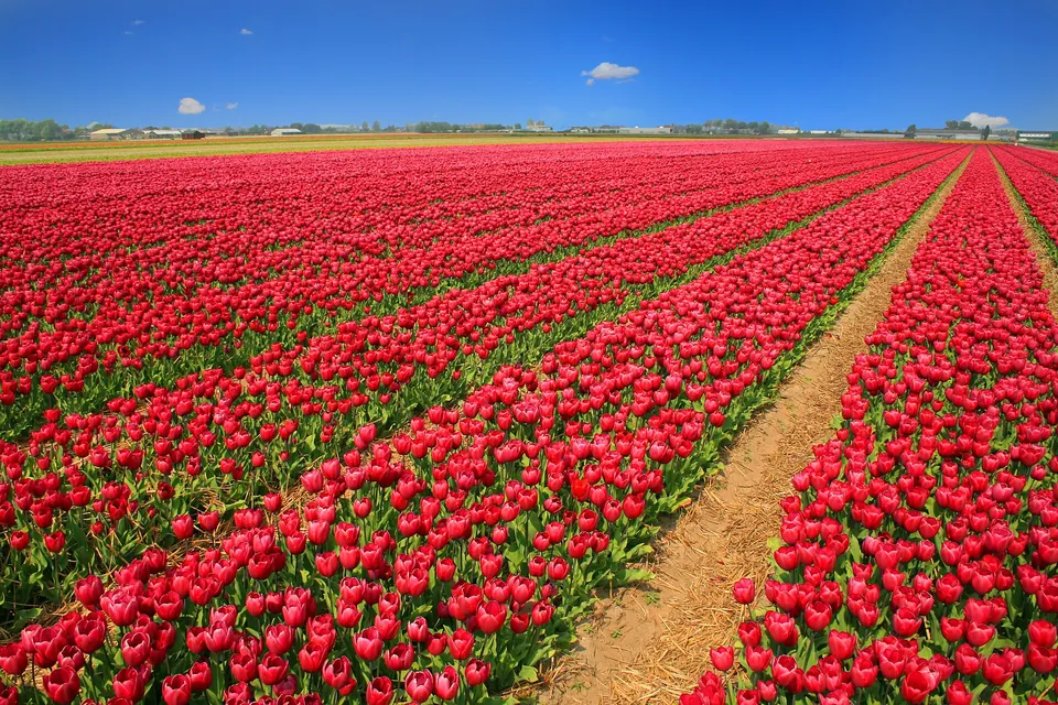 Een veld met rode tulpen in rijen tot aan de horizon